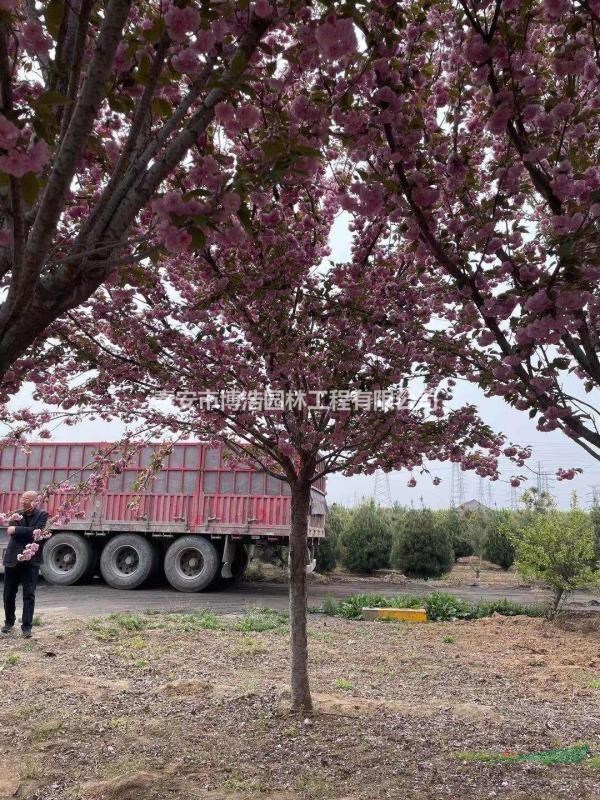 高桿櫻花