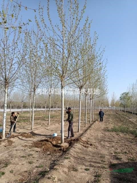 10公分法桐，河北保定，精品二年大冠幅