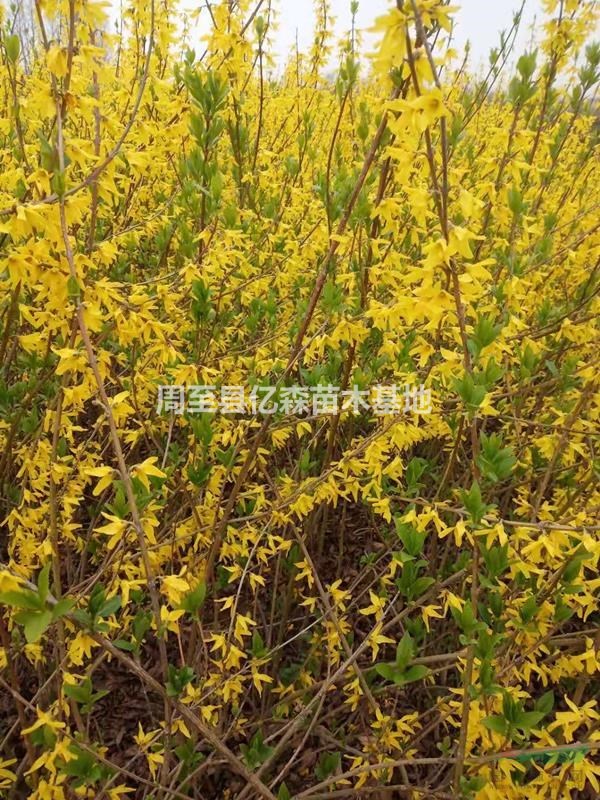 營養缽連翹 營養杯連翹 容器連翹 連翹杯苗 陜西大量批發供貨