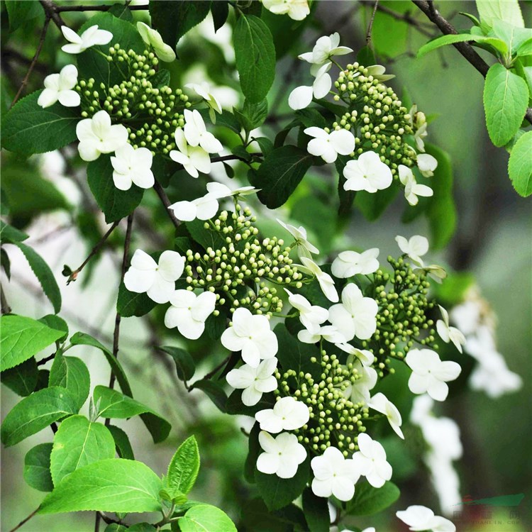 基地供應(yīng) 瓊花 蝴蝶花 聚八仙 樹形優(yōu)美 花型奇特 園林布局景觀花苗 根系發(fā)達(dá)好成活 大小規(guī)格小苗齊