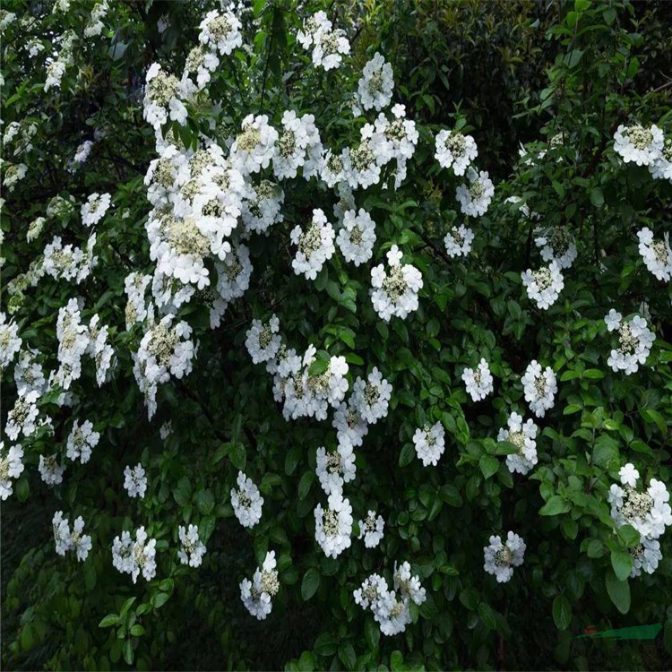 基地供應(yīng) 瓊花 蝴蝶花 聚八仙 樹形優(yōu)美 花型奇特 園林布局景觀花苗 根系發(fā)達(dá)好成活 大小規(guī)格小苗齊