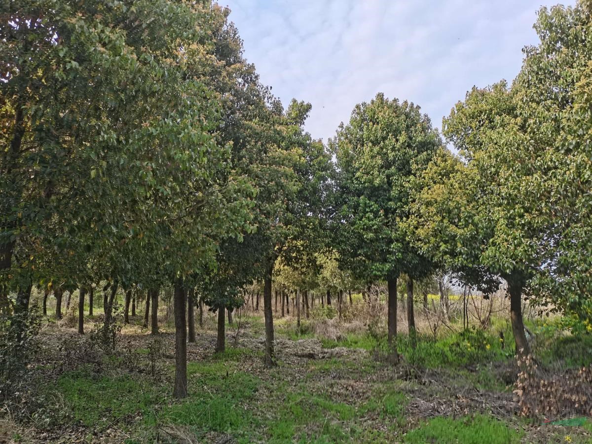 香樟8-30公分大量出售