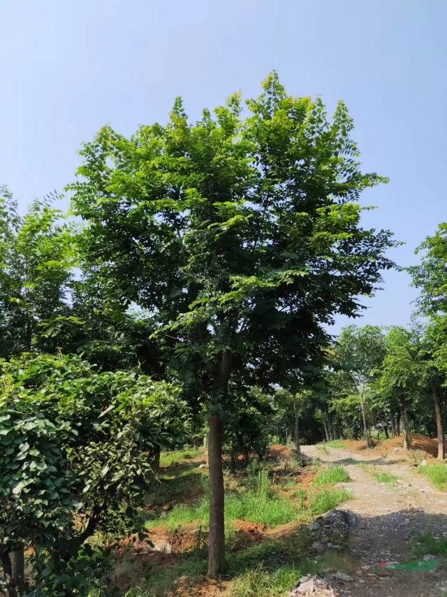 這是今天從基地實拍的樸樹圖片湖南精品樸樹湖南大規(guī)格樸樹