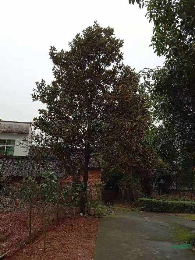 這是今天從基地實拍的廣玉蘭圖片湖南精品廣玉蘭圖片采購精品廣玉