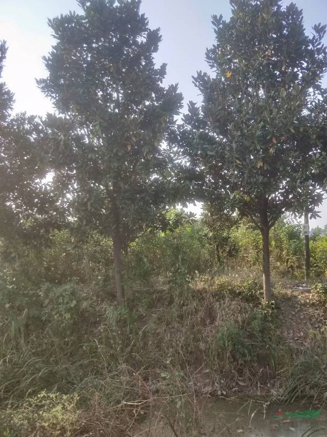 這是今天從基地實拍的廣玉蘭圖片湖南精品廣玉蘭圖片采購精品廣玉