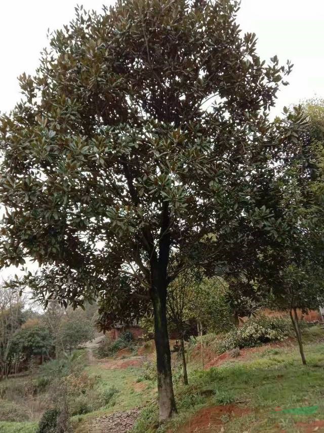 這是今天從基地實拍的廣玉蘭圖片湖南精品廣玉蘭圖片采購精品廣玉