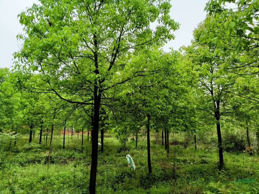 需要采購香樟的可以到本基地 本基地的香樟價格有優惠 本基地是