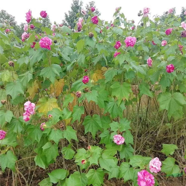 木芙蓉基地直銷 芙蓉樹 芙蓉花苗 綠化工程景觀用苗 又名拒霜花 地芙蓉 根系好成活率高 歡迎來電