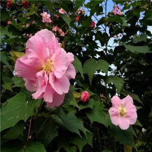 木芙蓉基地直銷 芙蓉樹 芙蓉花苗 綠化工程景觀用苗 又名拒霜花 地芙蓉 根系好成活率高 歡迎來電