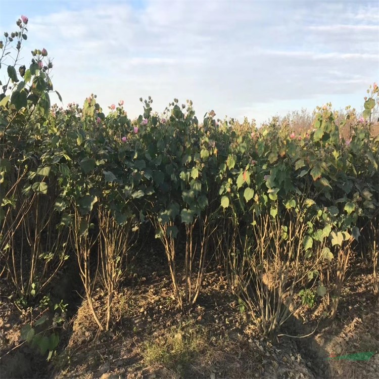 木芙蓉基地直銷 芙蓉樹 芙蓉花苗 綠化工程景觀用苗 又名拒霜花 地芙蓉 根系好成活率高 歡迎來電