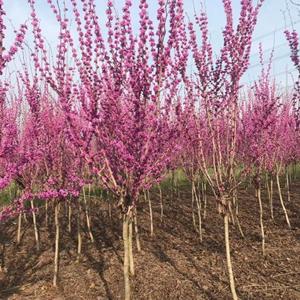 常年供，獨(dú)桿紫荊，叢生紫荊價(jià)格，紫荊小苗，紫荊基地直銷(xiāo)