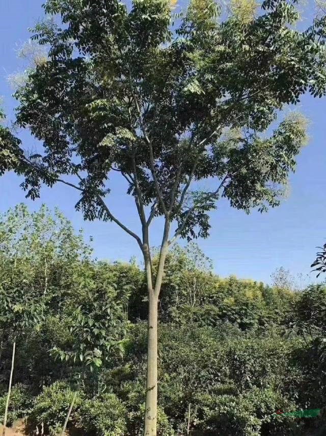 湖南欒樹價格便宜批發 這是今天從基地實拍的欒樹圖片 湖南欒樹