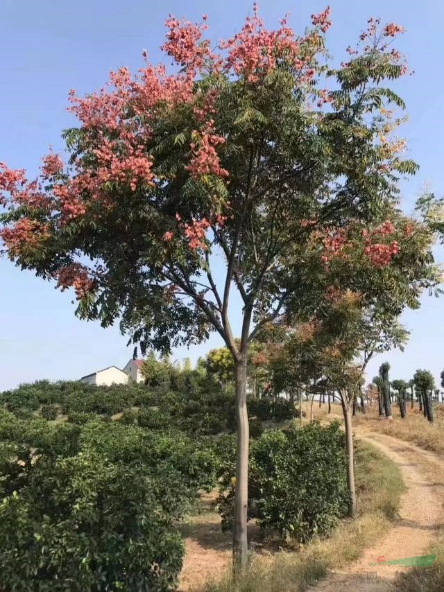湖南欒樹價格便宜批發 這是今天從基地實拍的欒樹圖片 湖南欒樹