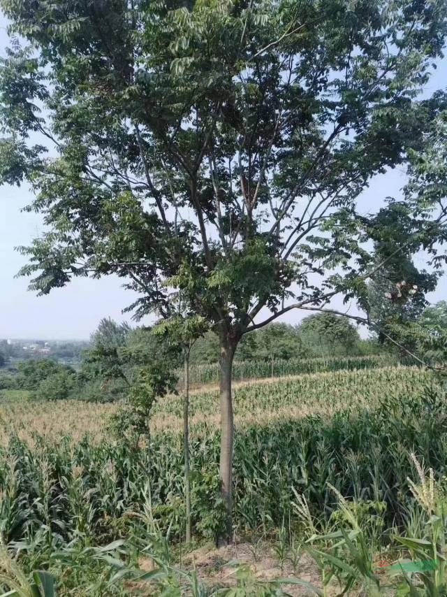 湖南欒樹價格便宜批發 這是今天從基地實拍的欒樹圖片 湖南欒樹