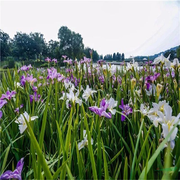 供應(yīng)鳶尾苗 綠化苗 庭院植物花卉 常綠花卉 藍花鳶尾苗 常綠鳶尾 庭院綠植 