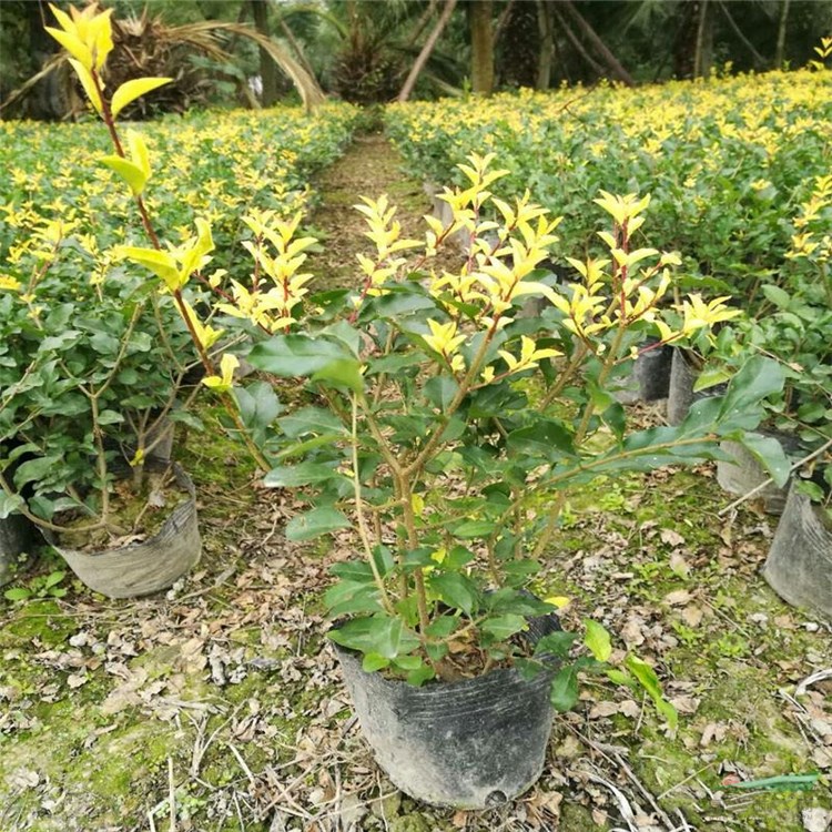 新品 金禾女貞 金禾女貞球 庭院造景綠籬 園林綠化工程冬季不落葉 規(guī)格齊全 基地價(jià)格批發(fā) 適應(yīng)性強(qiáng) 