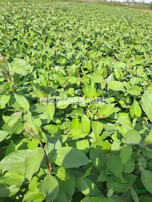 陜西紅瑞木特價(jià)批發(fā) 西安高質(zhì)量紅瑞木容器苗基地促銷