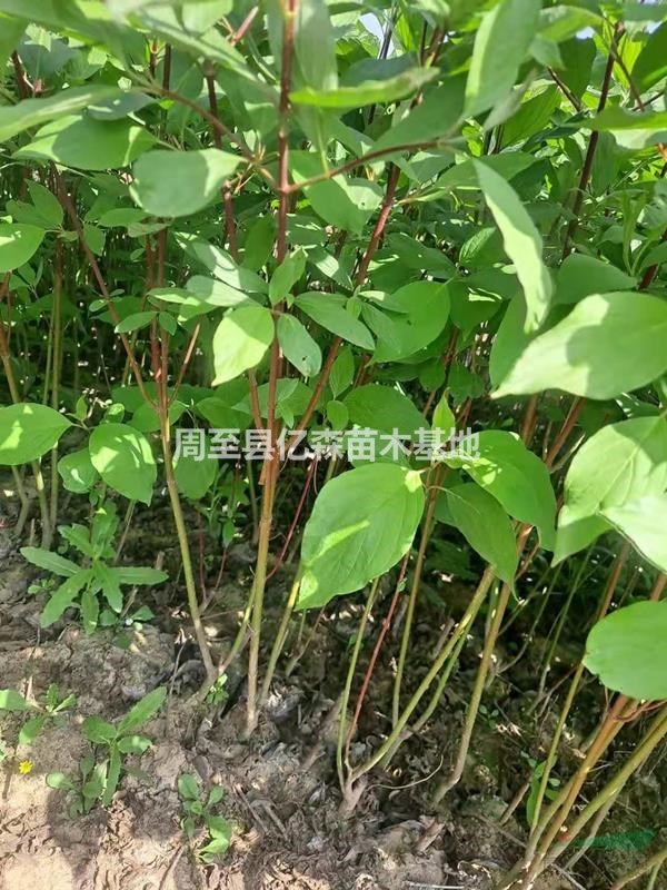 陜西紅瑞木特價(jià)批發(fā) 西安高質(zhì)量紅瑞木容器苗基地促銷