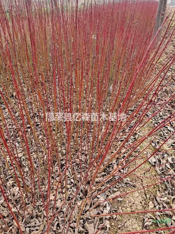 紅瑞木 營養缽紅瑞木 容器紅瑞木 紅瑞木杯苗 50-1米紅瑞木特價高質量