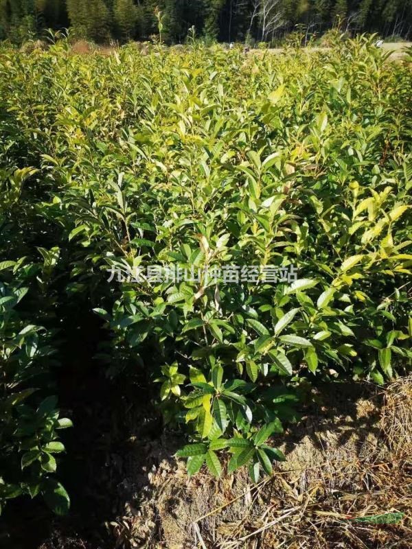 江西杯苗基地，青岡櫟杯苗，木荷杯苗，楓香杯苗