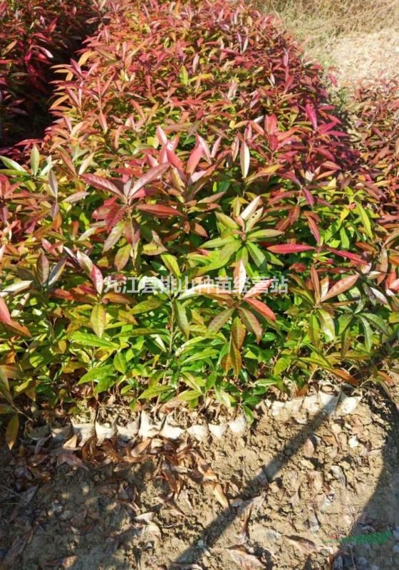 江西杯苗基地，青岡櫟杯苗，木荷杯苗，楓香杯苗