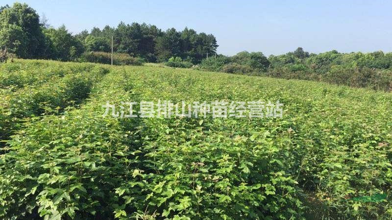 江西杯苗基地，青岡櫟杯苗，木荷杯苗，楓香杯苗