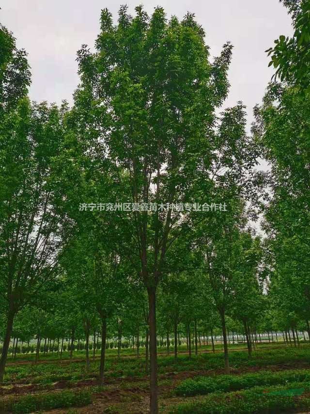 濟(jì)寧15公分速生白蠟批發(fā) 山東速生白蠟價格便宜 批發(fā)精品速生