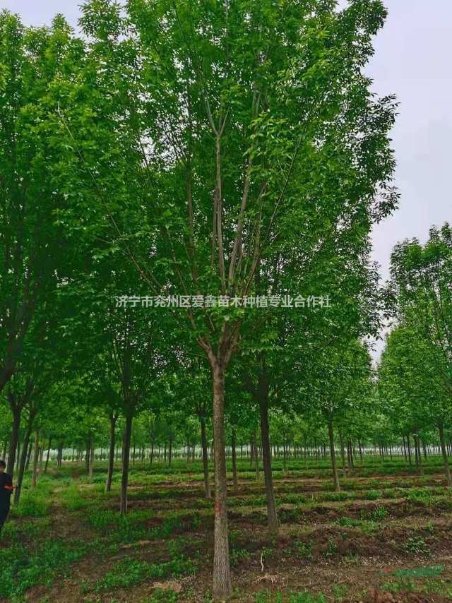 濟(jì)寧15公分速生白蠟批發(fā) 山東速生白蠟價格便宜 批發(fā)精品速生