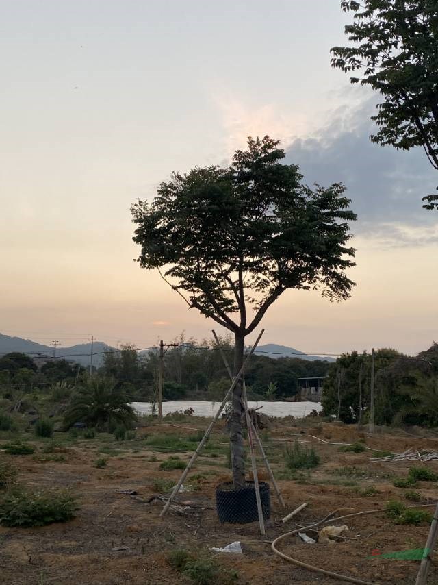 如果需要采购台湾栾树的可以到福建漳州 这是今天基地实拍的台湾
