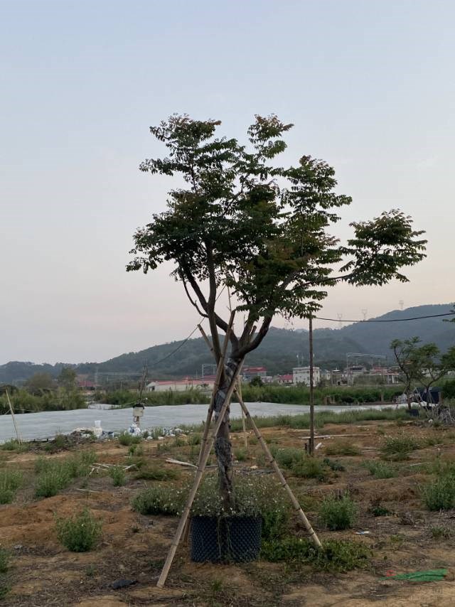 如果需要采购台湾栾树的可以到福建漳州 这是今天基地实拍的台湾