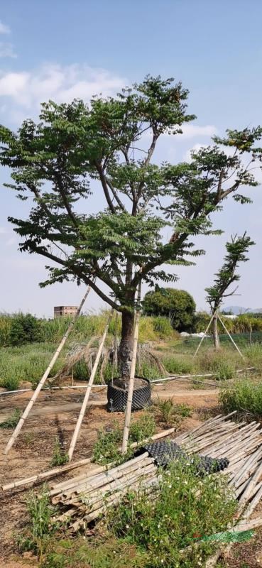 如果需要采购台湾栾树的可以到福建漳州 这是今天基地实拍的台湾