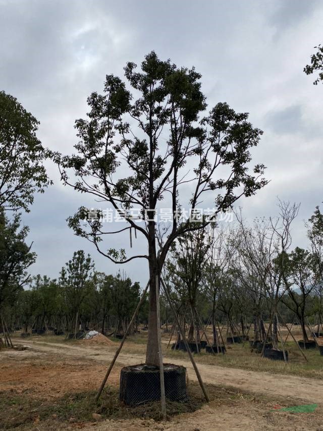 如果需要采购便宜的香樟树可以到本基地这是本基地今天实拍的香樟