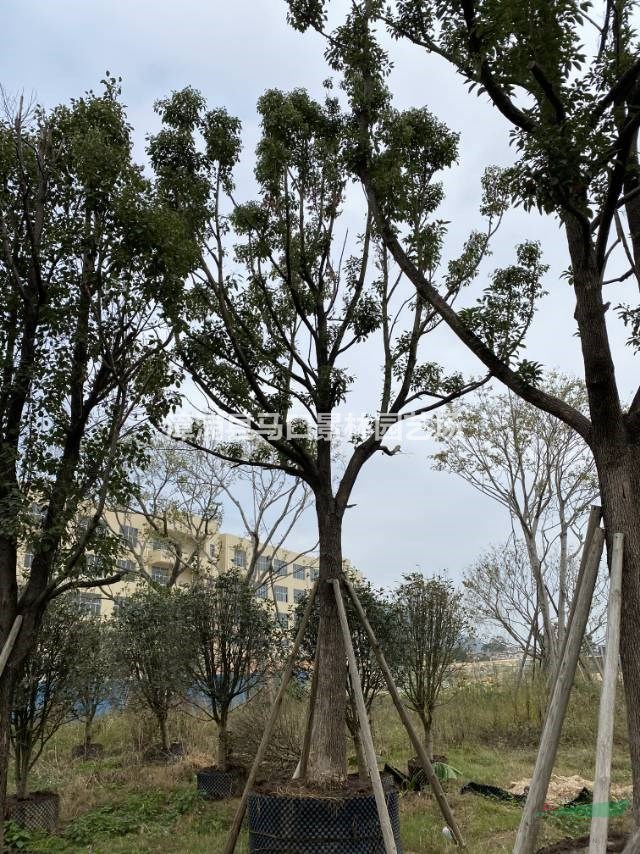 如果需要采购便宜的香樟树可以到本基地这是本基地今天实拍的香樟