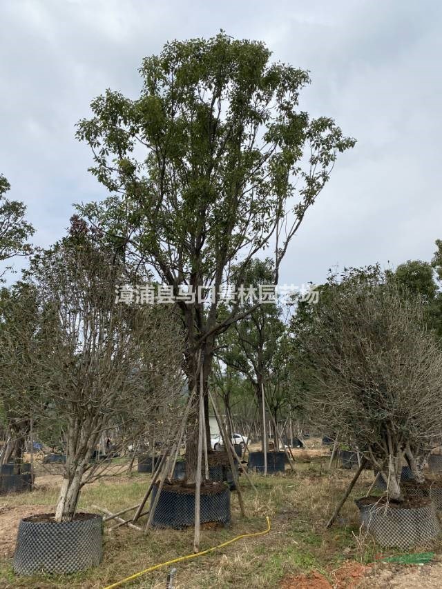如果需要采购便宜的香樟树可以到本基地这是本基地今天实拍的香樟