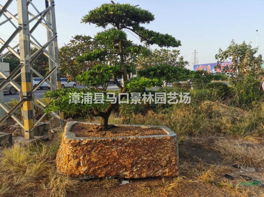 这是今天从基地实拍的造型罗汉松的图片如果需要采购精品造型罗汉