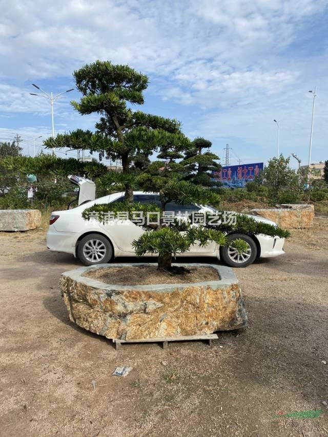 这是今天从基地实拍的造型罗汉松的图片如果需要采购精品造型罗汉