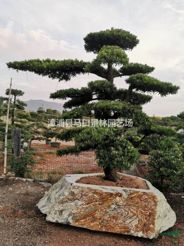 这是今天从基地实拍的造型罗汉松的图片如果需要采购精品造型罗汉