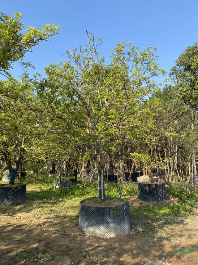 福建香橼树基地批发 本基地有各种规格的香橼树批发价格有优惠