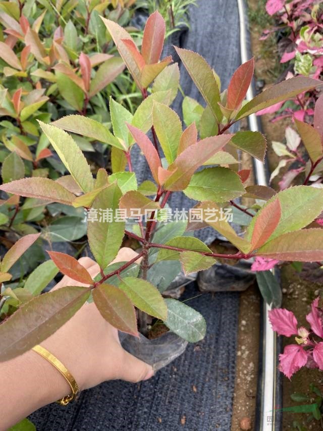 这是本基地的红叶石楠小苗图片如果需要采购红叶石楠可以到福建漳