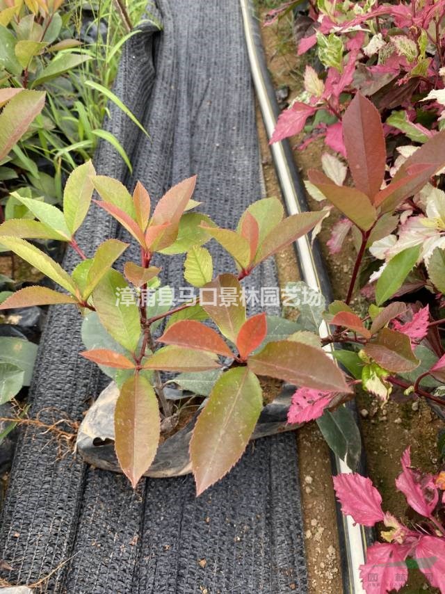 这是本基地的红叶石楠小苗图片如果需要采购红叶石楠可以到福建漳