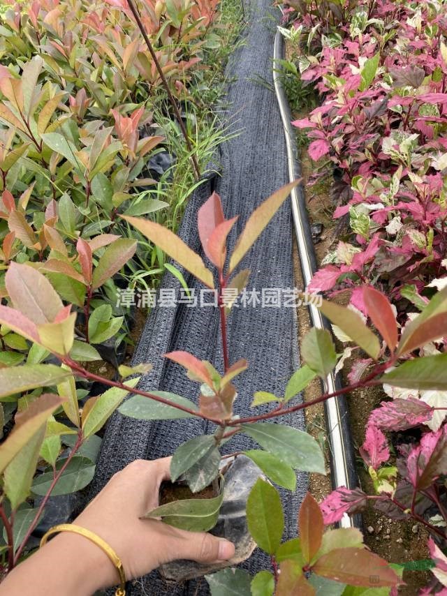 这是本基地的红叶石楠小苗图片如果需要采购红叶石楠可以到福建漳