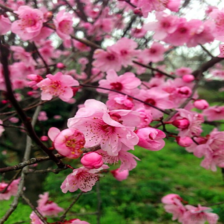 基地批發(fā) 宮粉梅 宮粉梅小苗 種植簡(jiǎn)單易活 庭院別墅綠化苗木 園林觀賞花卉植物 樹(shù)形飽滿(mǎn)