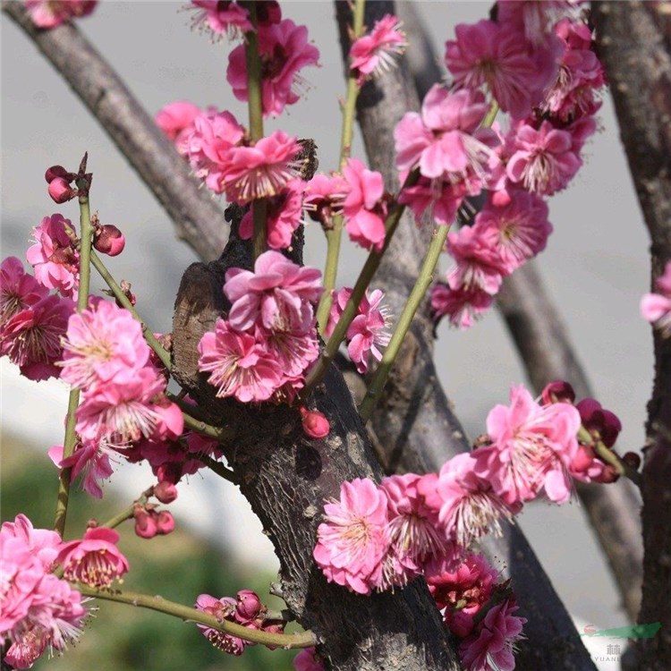 基地批發(fā) 宮粉梅 宮粉梅小苗 種植簡(jiǎn)單易活 庭院別墅綠化苗木 園林觀賞花卉植物 樹(shù)形飽滿(mǎn)