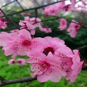 基地直銷 宮粉梅 宮粉梅樹苗 花園庭院觀賞花苗 根系發(fā)達成活率高 品相好顏值高株型飽滿