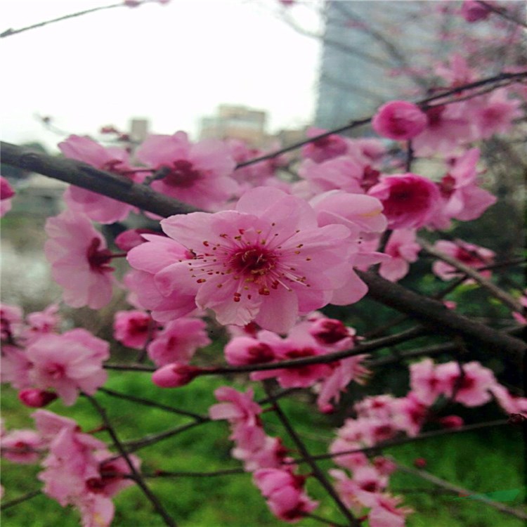 基地直銷 宮粉梅 宮粉梅樹苗 花園庭院觀賞花苗 根系發(fā)達成活率高 品相好顏值高株型飽滿