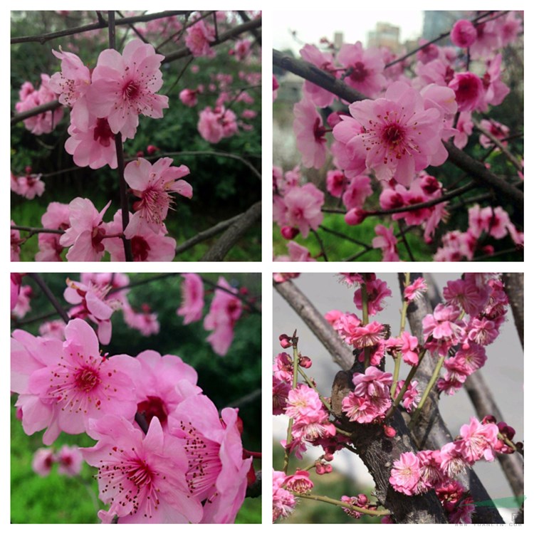 基地直銷 宮粉梅 宮粉梅樹苗 花園庭院觀賞花苗 根系發(fā)達成活率高 品相好顏值高株型飽滿