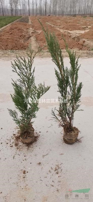 含淚處理沙地柏- 農戶直銷 -河北保定萬畝沙地柏低價處理