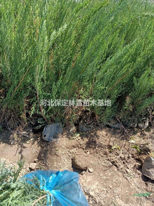 含淚處理沙地柏- 農戶直銷 -河北保定萬畝沙地柏低價處理