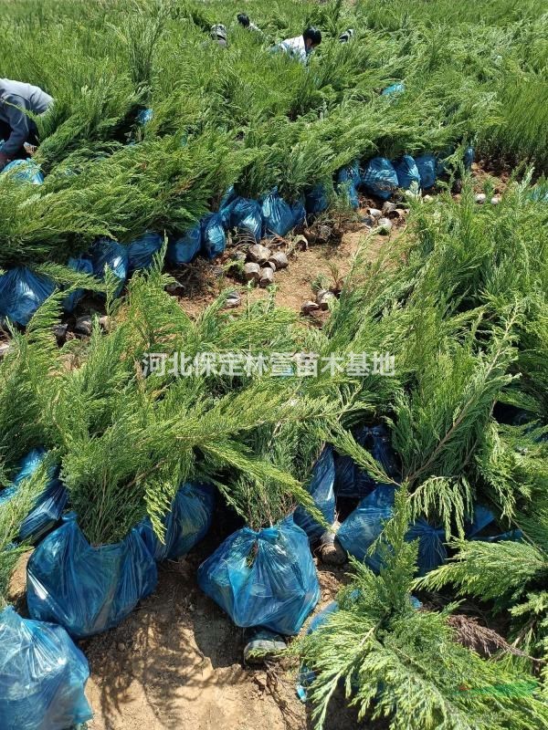 含淚處理沙地柏- 農戶直銷 -河北保定萬畝沙地柏低價處理