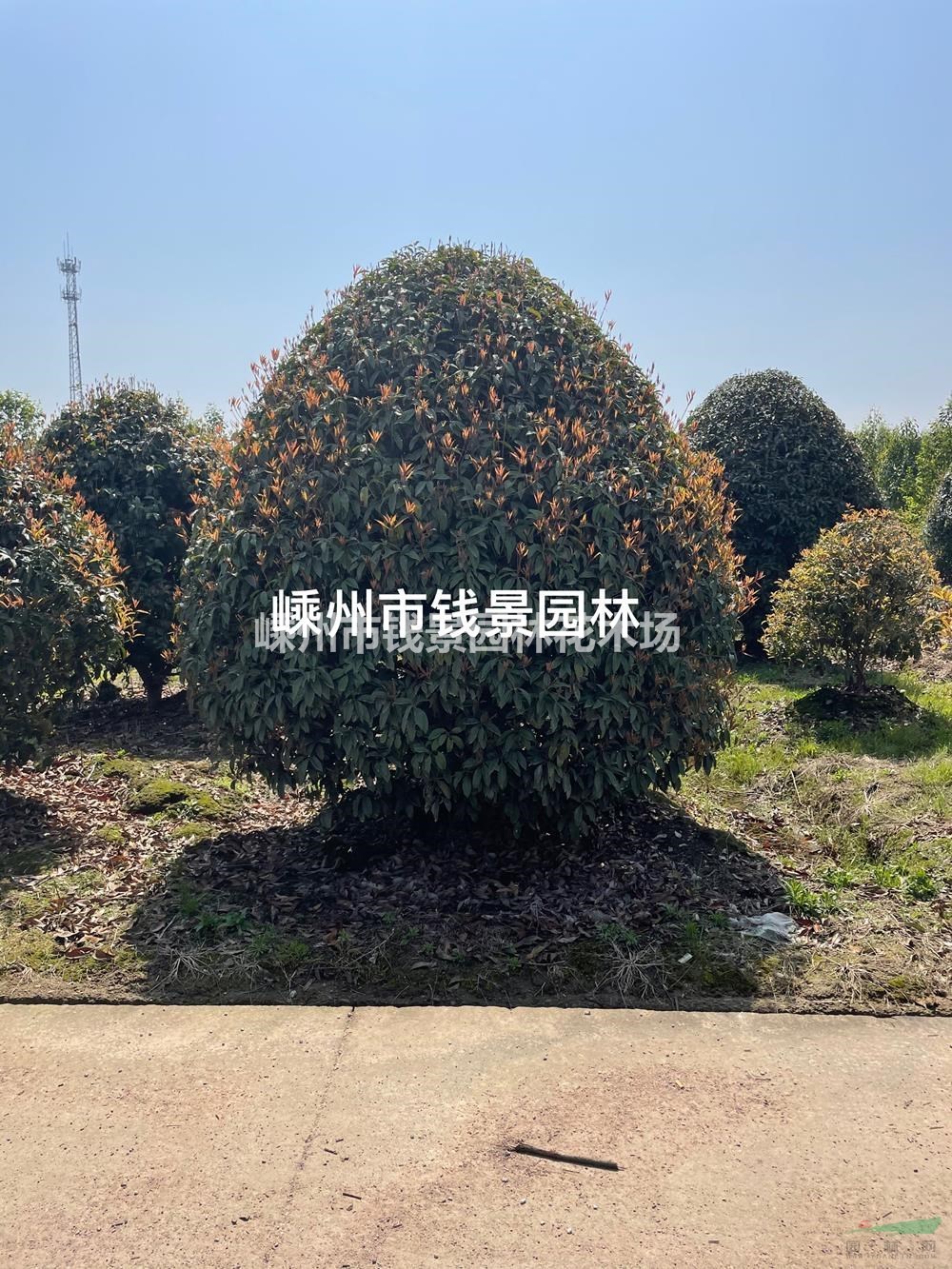 浙江供应丛生桂花 丹桂 银桂 金桂 四季桂 八月桂
